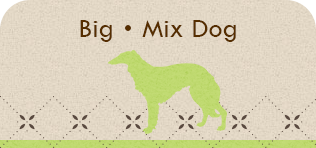 Big・Mix Dog
