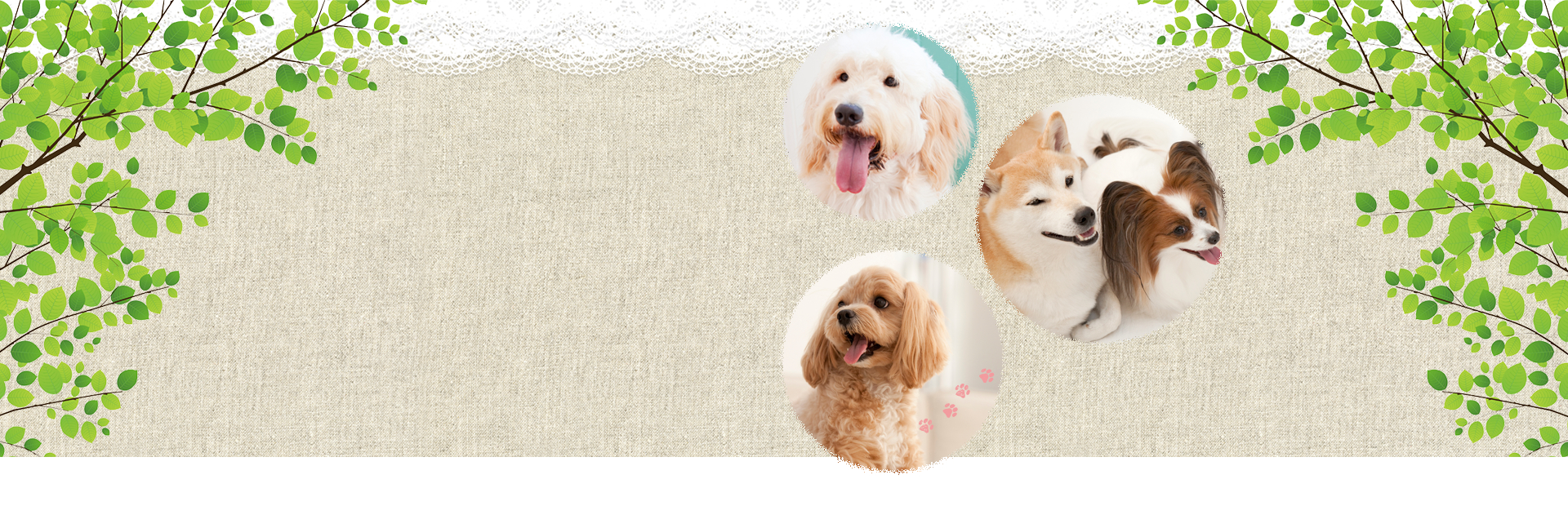トリミングルーム Dear Dog