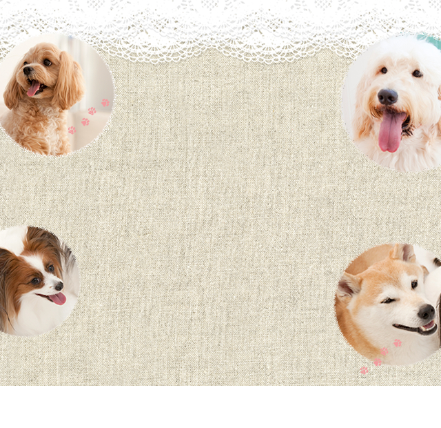 トリミングルーム Dear Dog
