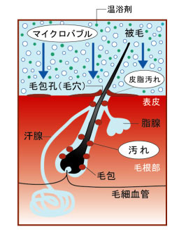 毛穴の画像