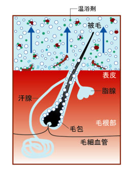 毛穴の画像