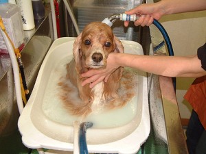 trimming_img001